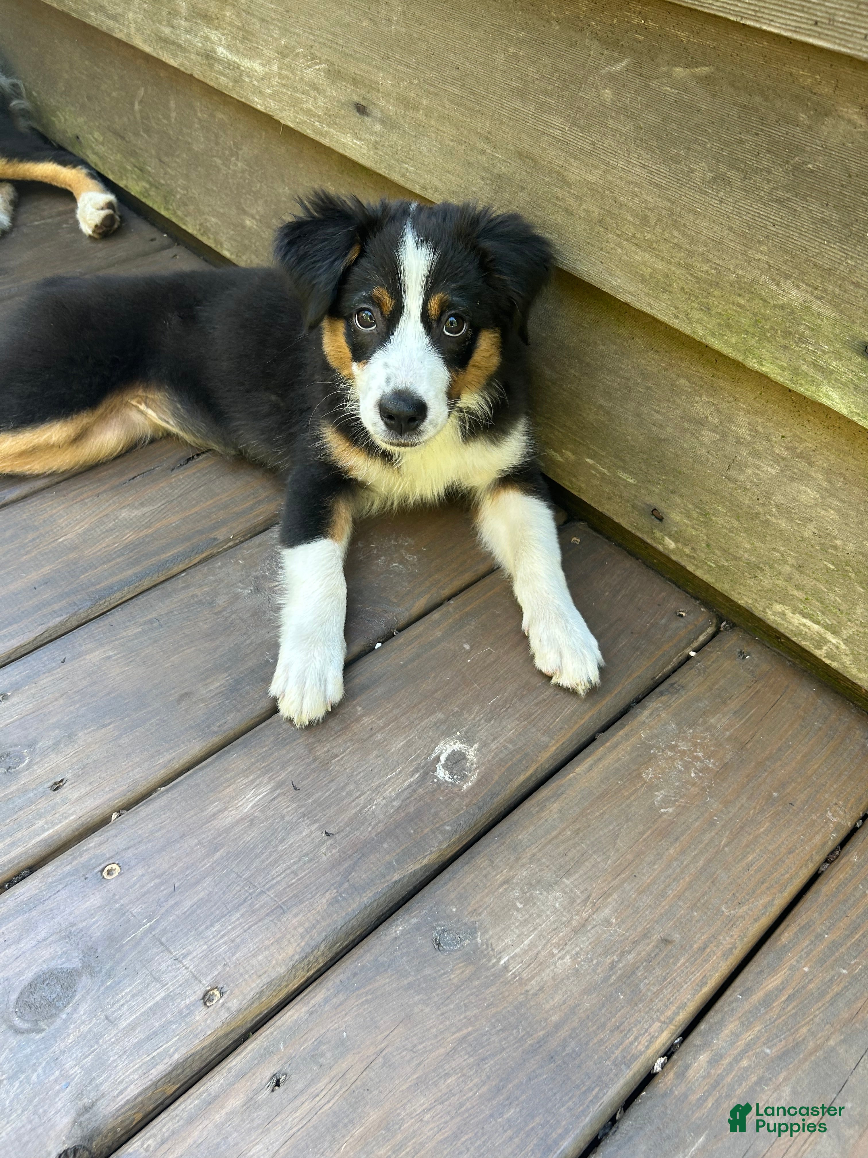 Miniature Australian Shepherd dogs Skye - Ad 1