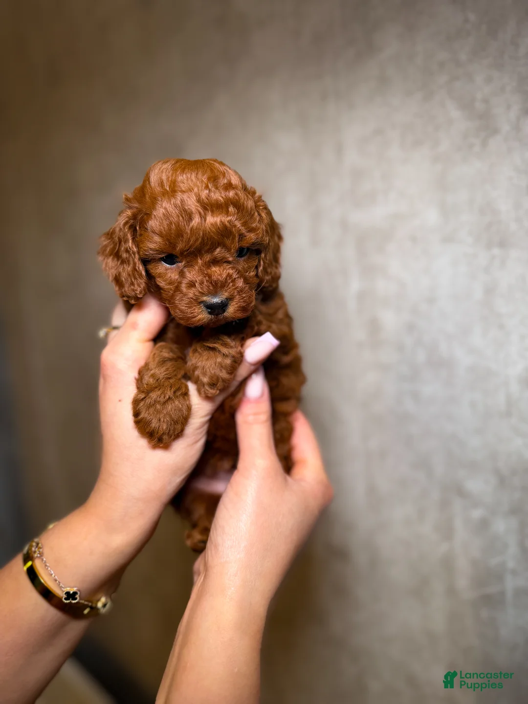 Toy Poodle dogs for sale: Toy Poodle Puppy 1 - Ad 1