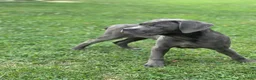 Cane Corso dogs for sale: Cane Corso Gray  - Ad 2