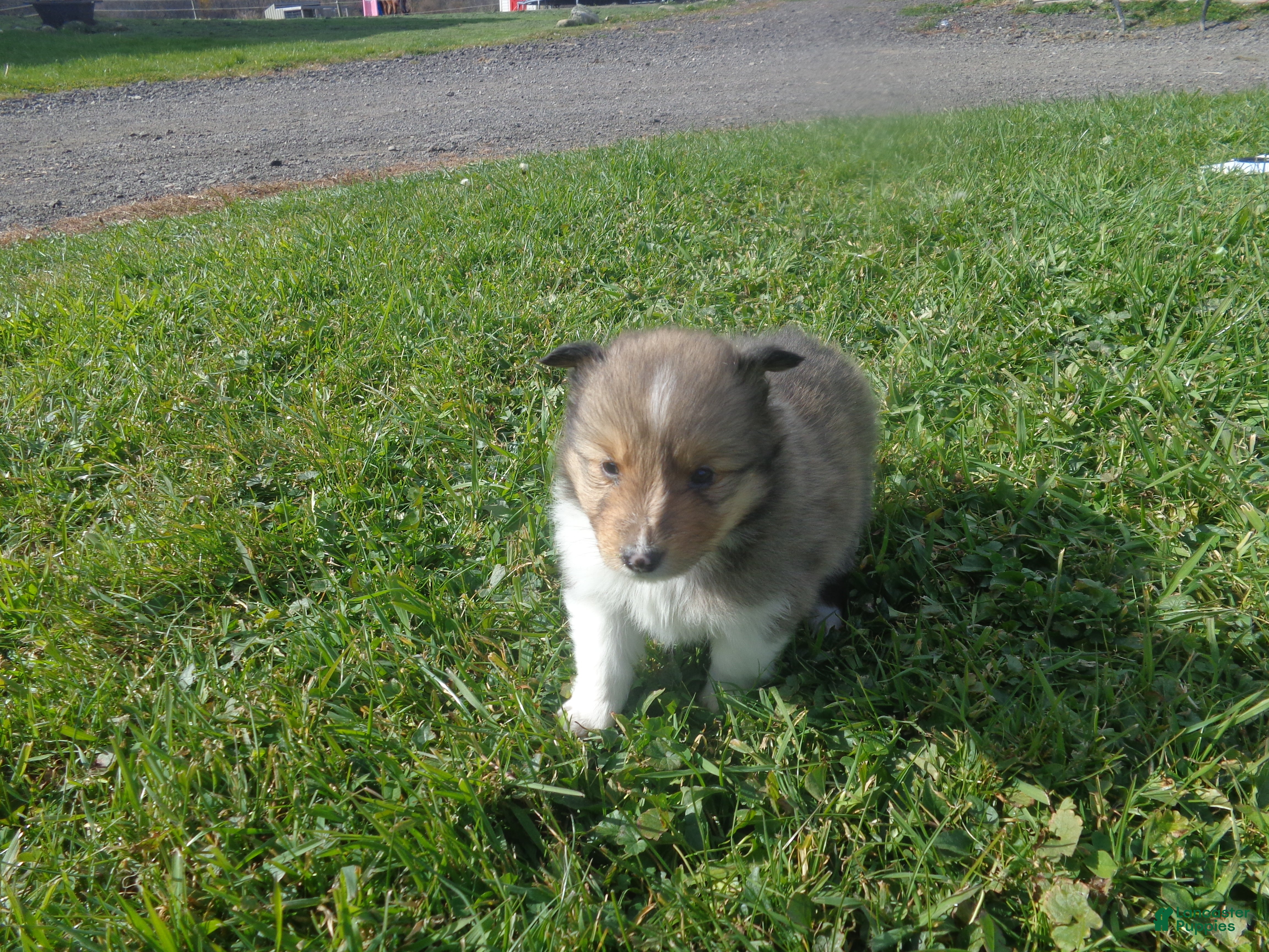 Shetland Sheepdog dogs for sale: Shetland Sheepdog 3 - Ad 20