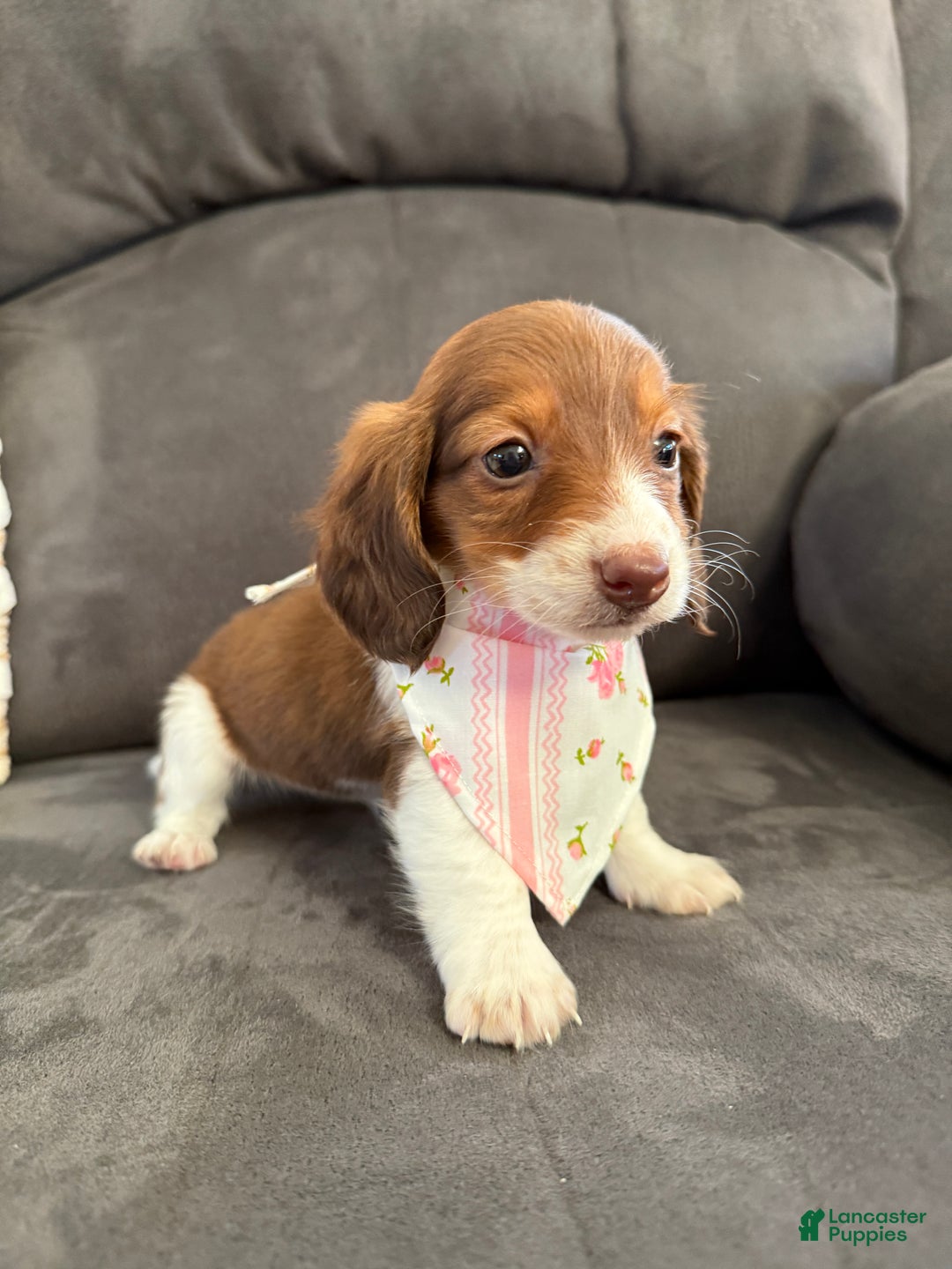 Miniature Dachshund dogs for sale: Lady - Ad 8