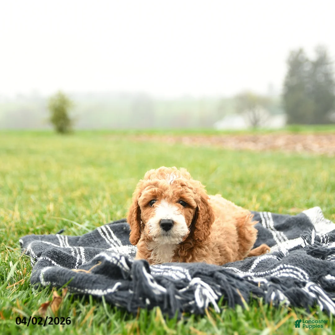 Mini Goldendoodle dogs for sale: Thunder - Ad 3