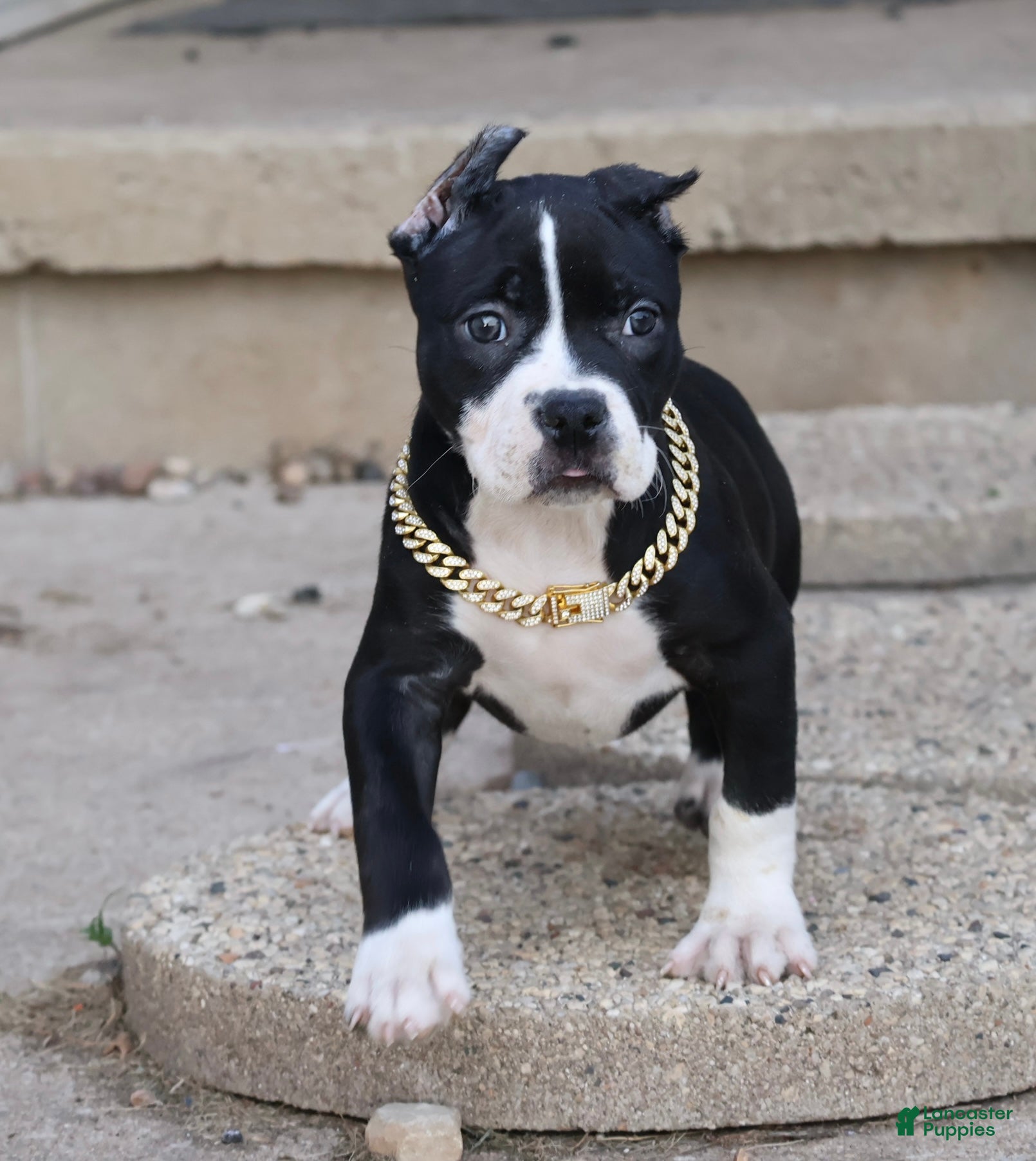 American Bully dogs Gardenia - Ad 1