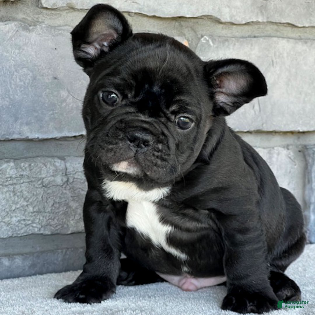 French Bulldog dogs for sale: Ortiz - Ad 6