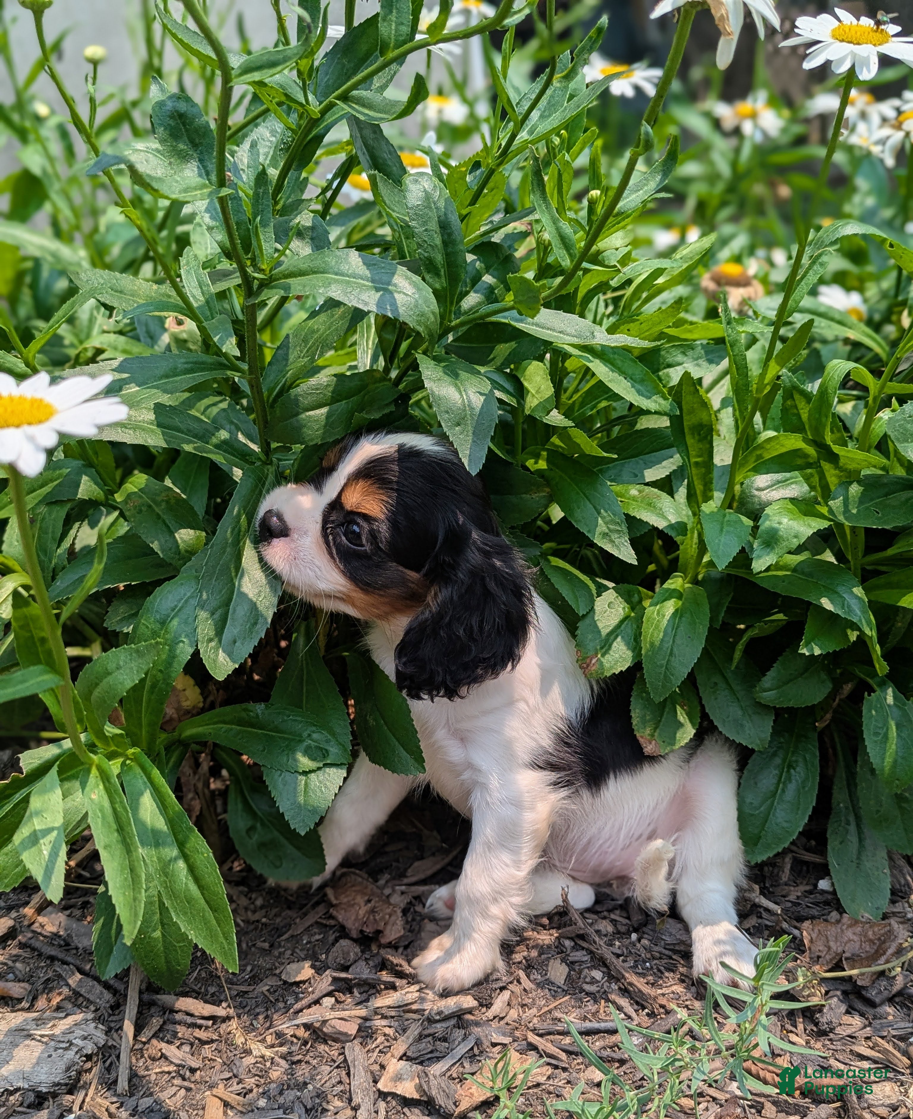 Cavalier King Charles Spaniel dogs Elsie - Ad 1