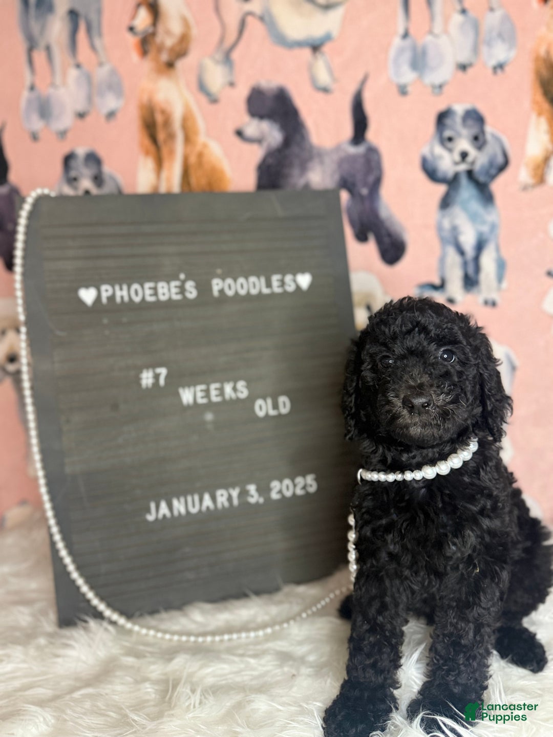 Standard Poodle dogs for sale: Standard Poodle Puppy 5 - Ad 9