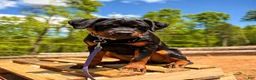 Rottweiler dogs for sale:  *** Fully Trained Xoe - Ad 2