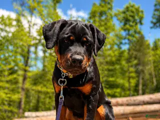 Rottweiler dogs for sale: *** Fully Trained Xoe - Ad 2