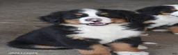 Bernese Mountain Dog dogs for sale: Max - Ad 5