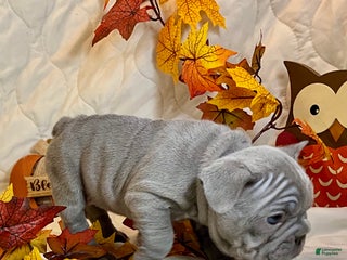 French Bulldog dogs River - Ad 5