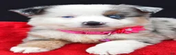 Miniature Australian Shepherd dogs for sale: Carmen - Ad 9