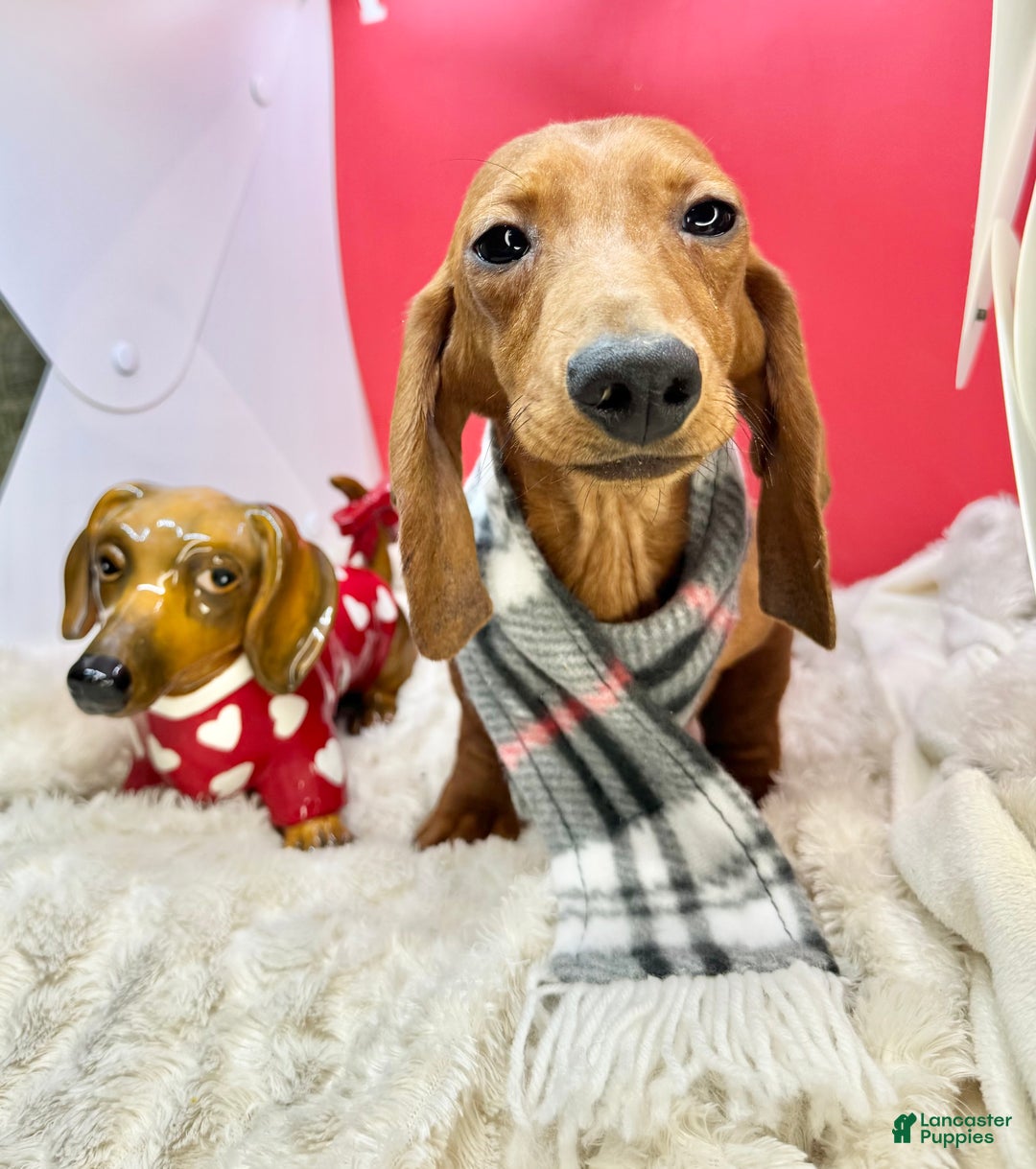 Miniature Dachshund dogs for sale: AKC am red ch - Ad 1