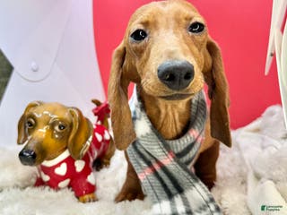 Miniature Dachshund dogs AKC am red ch - Ad 29