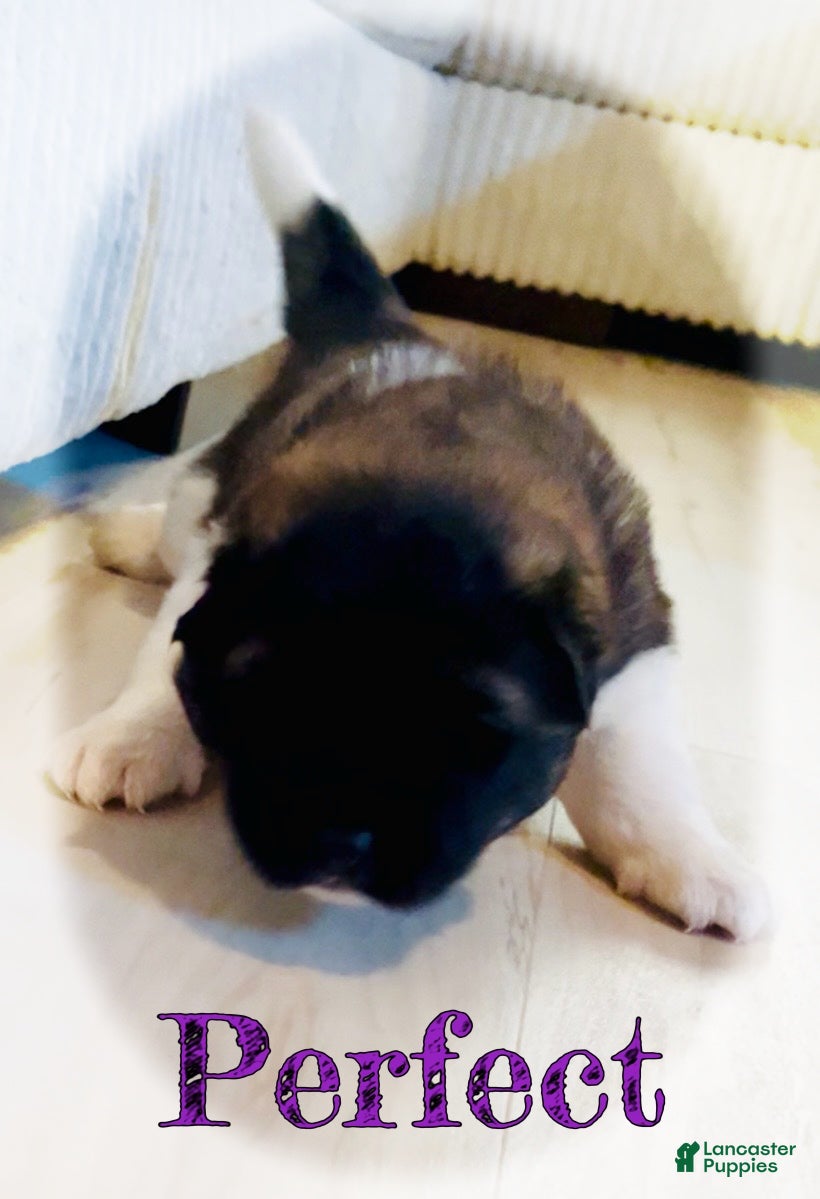 Akita dogs Perfect - Ad 1