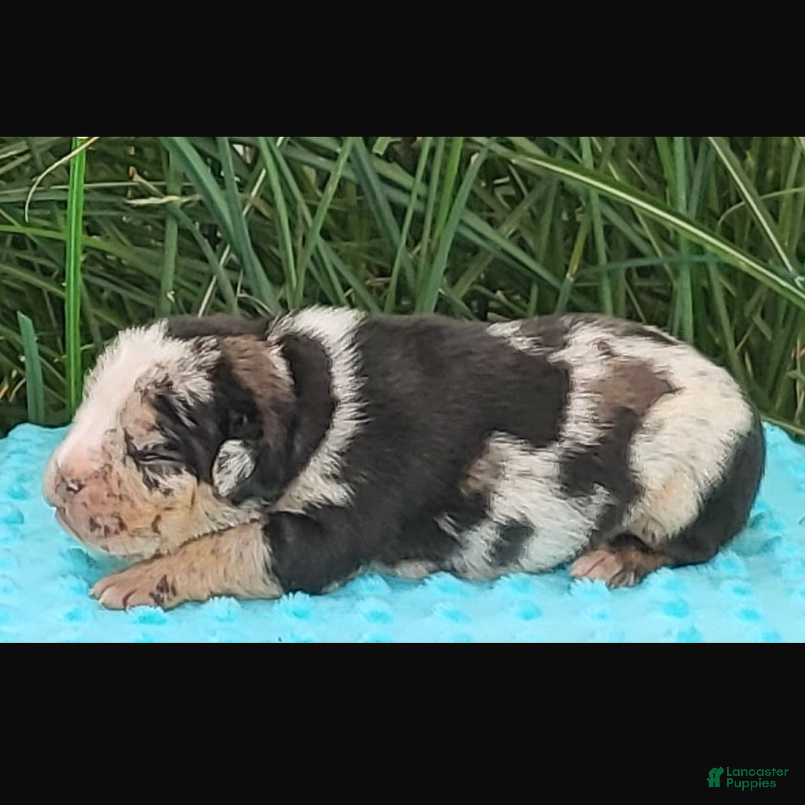 Beabull dogs Sally  - Ad 1