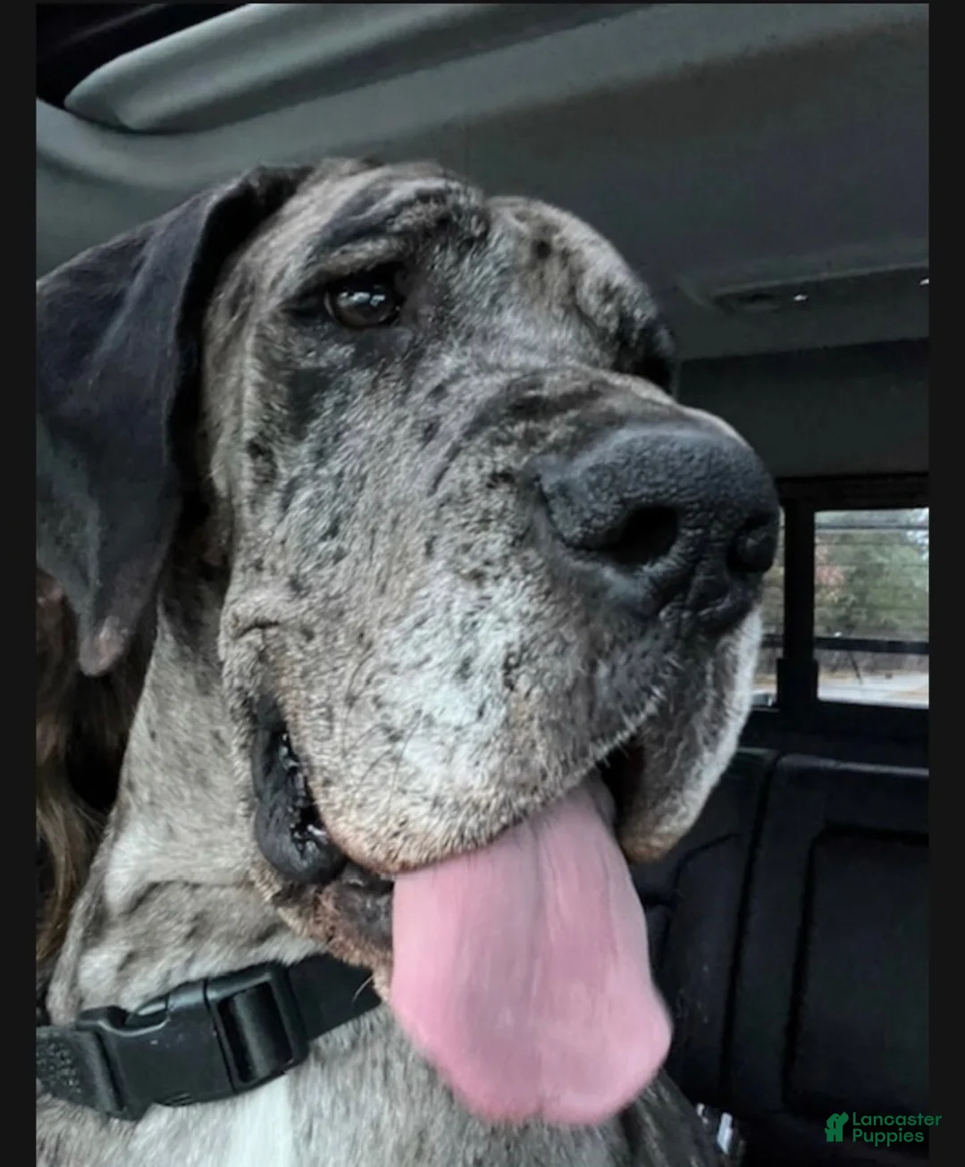 Great Dane dogs for sale: Great Dane Puppy 3 - Ad 2
