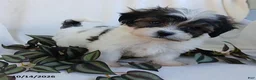 Teddy Bear dogs for sale: Keith - Ad 3