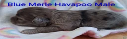Havapoo dogs for sale: Blue Merle - Ad 4