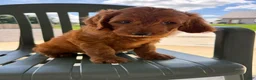 Goldendoodle dogs for sale: Goldie - Ad 4