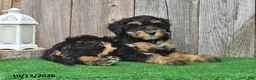 Mini Aussiedoodle dogs for sale: Judy - Ad 5