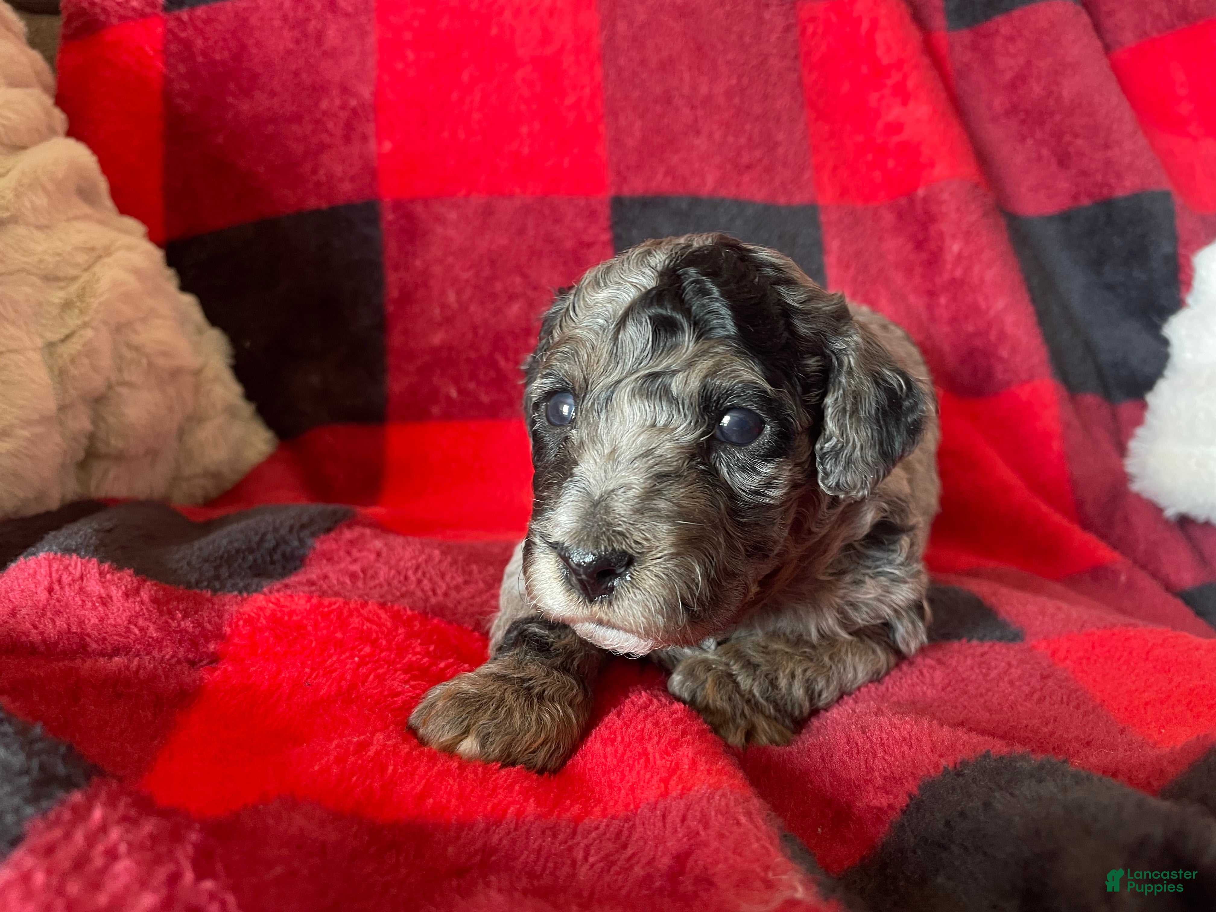 Labradoodle dogs Comet - Ad 1