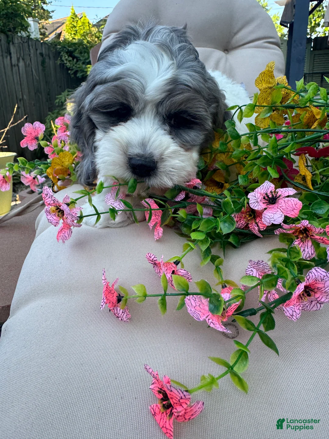 Cockapoo dogs for sale: Dugg - Ad 4