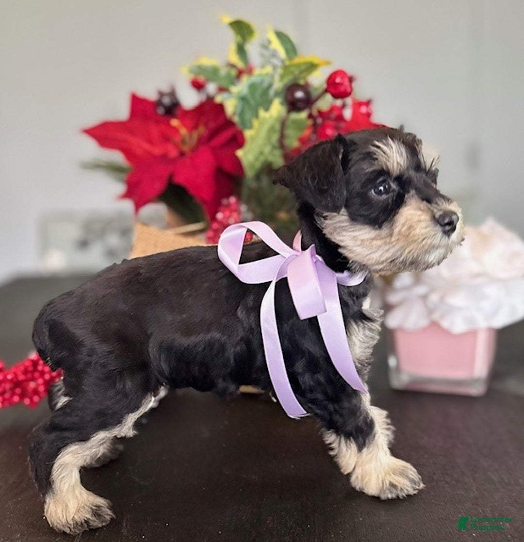 Miniature Schnauzer dogs for sale: Daisy - Ad 2