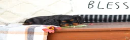 Cavalier King Charles Spaniel dogs for sale: Mike - Ad 9