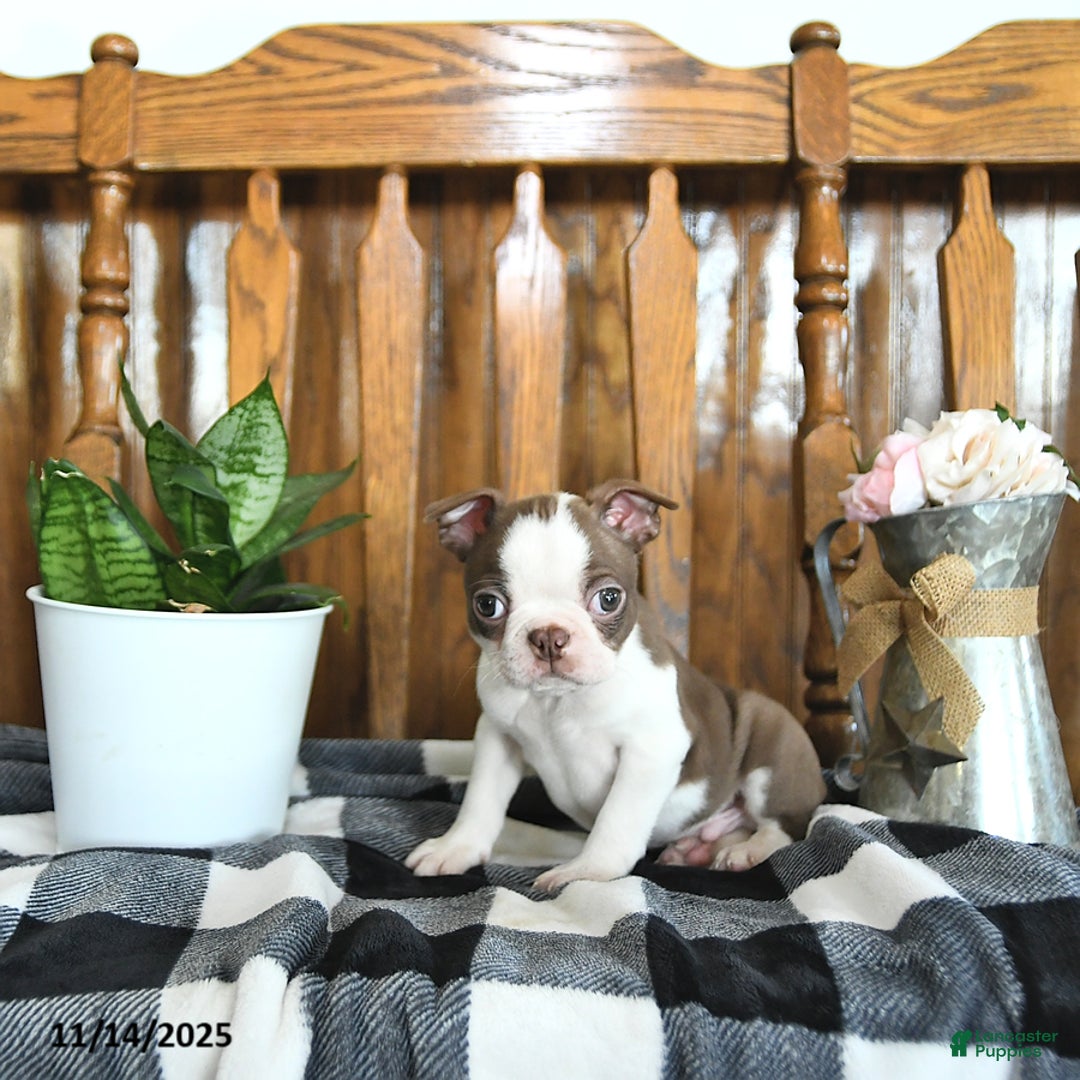 Boston Terrier dogs for sale: Trent - Ad 7