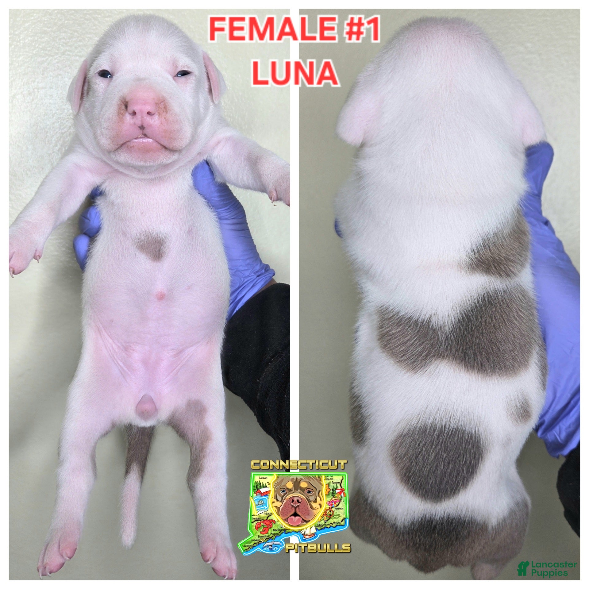 American Bully dogs American Bully Puppy 6 - Ad 41
