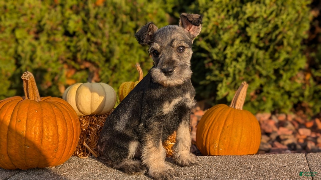 Miniature Schnauzer dogs for sale: Apollo - Ad 2