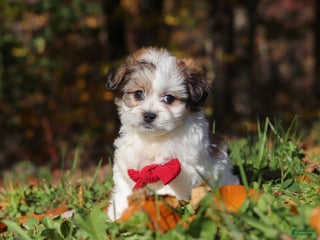 Teddy Bear dogs Ian - Ad 35