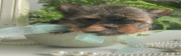 Yorkshire Terrier dogs for sale: Cash - Ad 5
