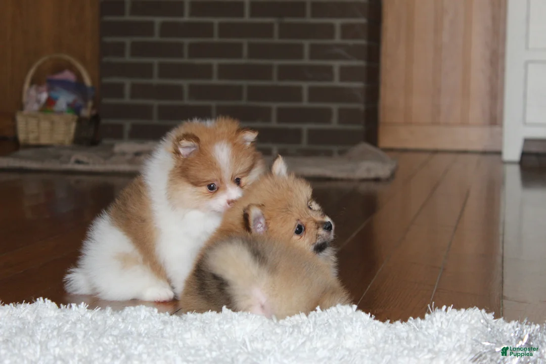 Pomeranian dogs for sale: Kenny - Ad 6