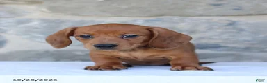 Tonya