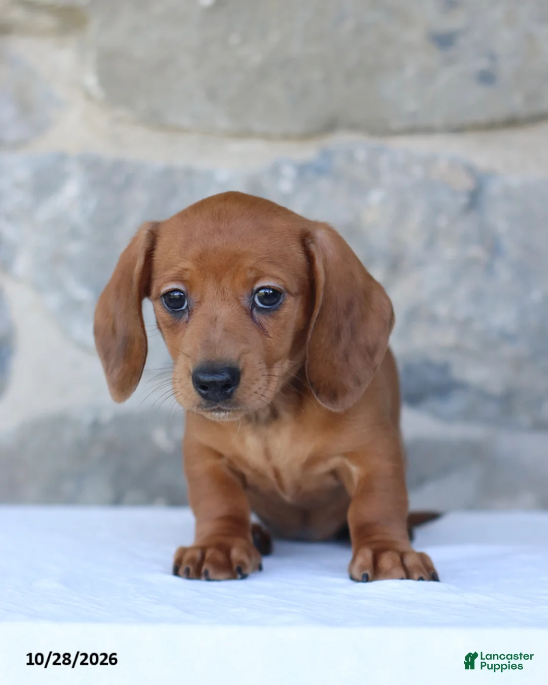 Dachshund dogs for sale: Tonya - Ad 1
