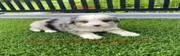 Mini Bernedoodle dogs for sale: Faye - Ad 1