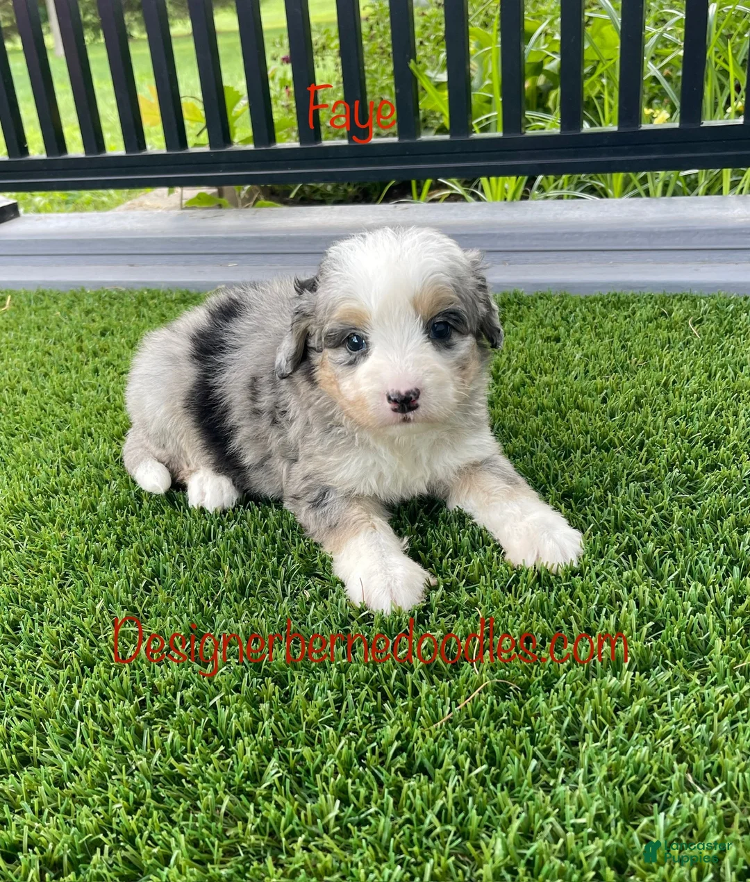 Mini Bernedoodle dogs for sale: Faye - Ad 1