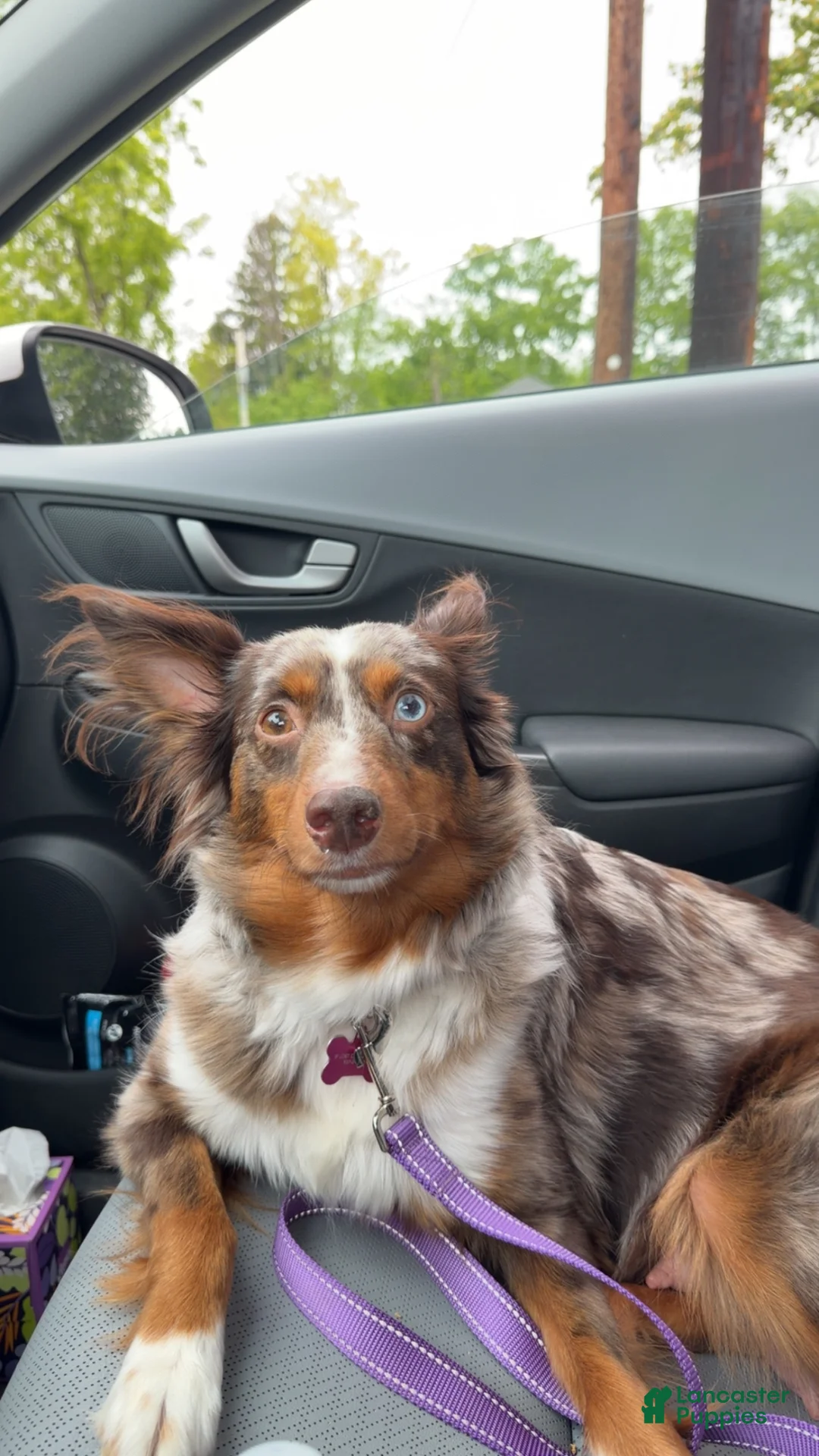 Australian Shepherd dogs for sale: Lil Dipper  - Ad 11