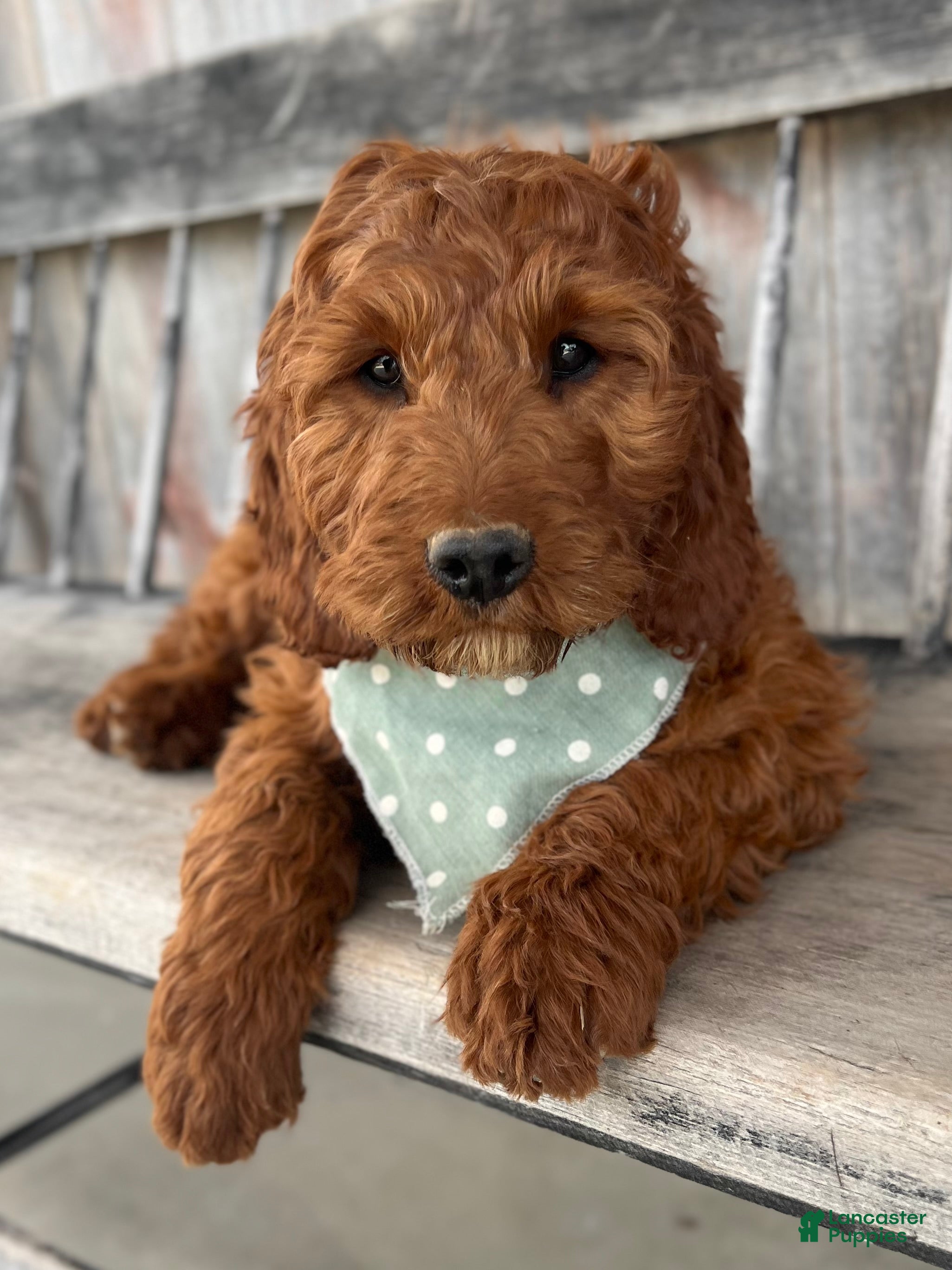Irish Doodle dogs Lily - Ad 2