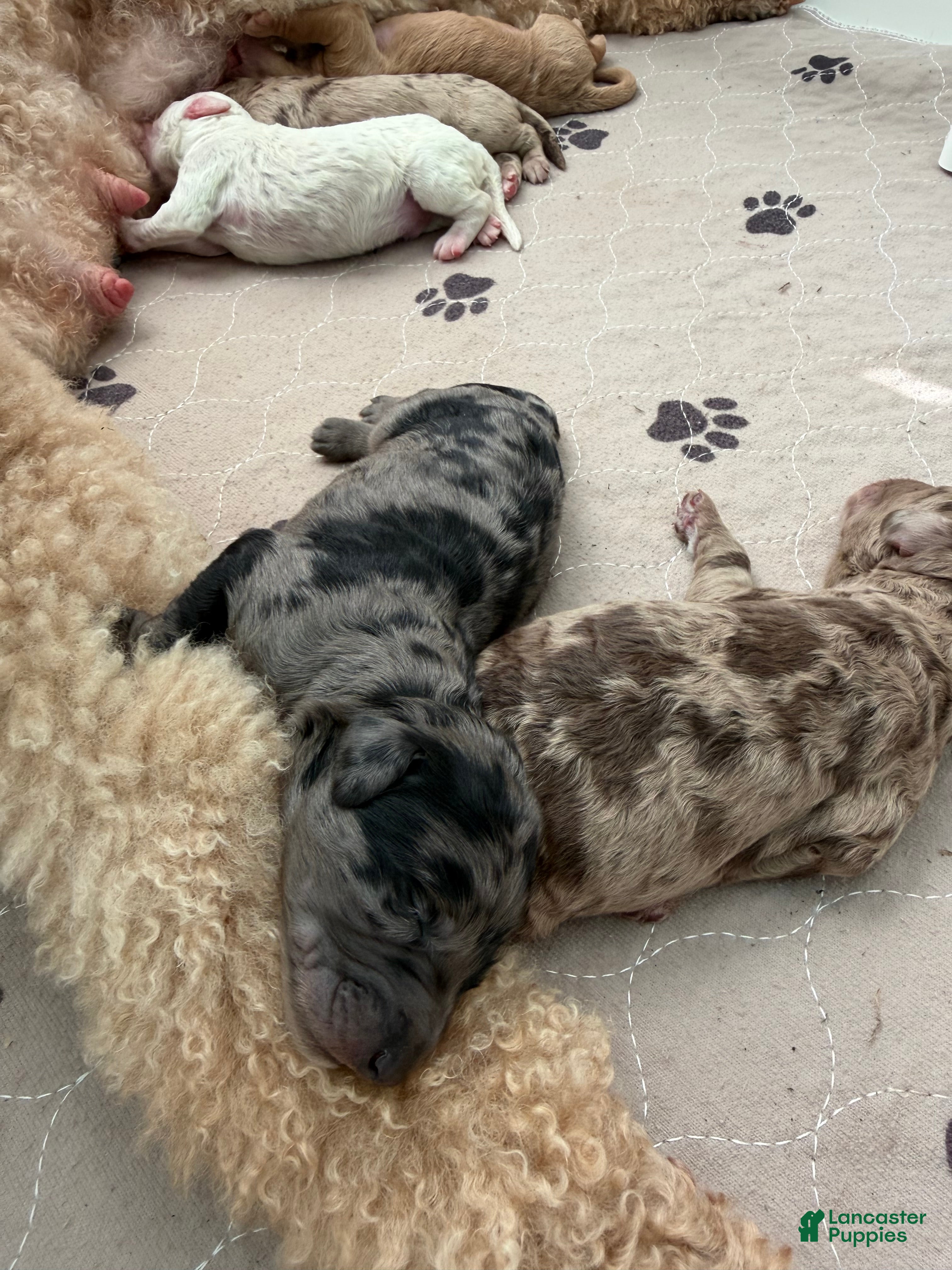 Mixed Breed dogs Peep - Ad 1