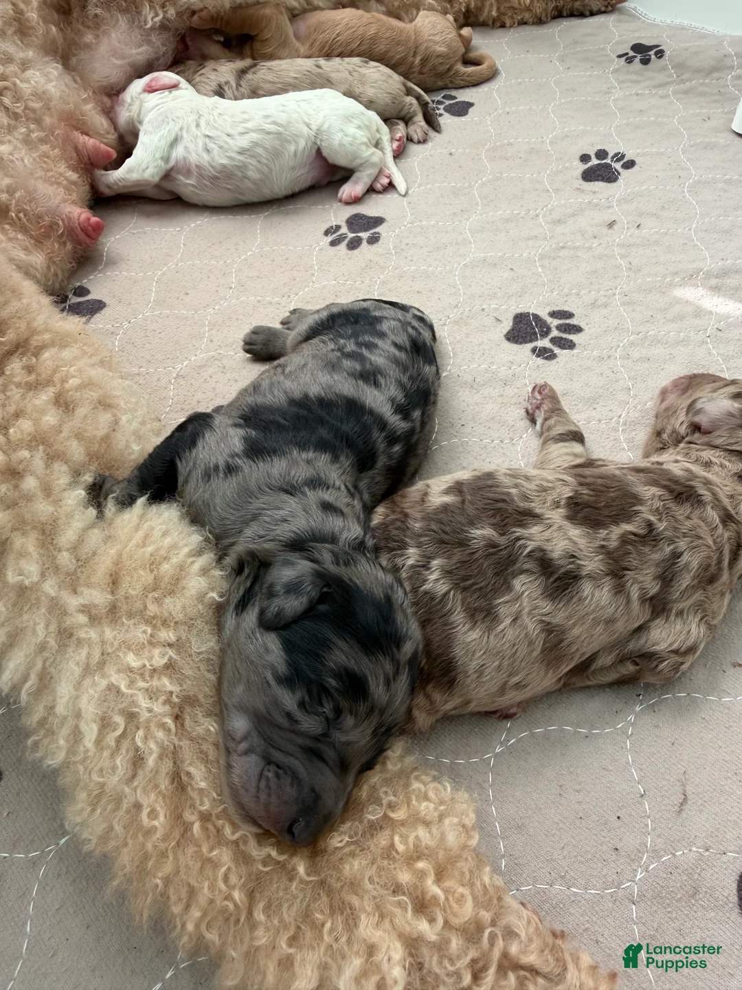 Mixed Breed dogs for sale: Peep - Ad 1