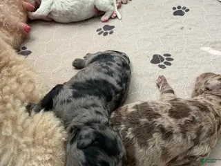 Mixed Breed dogs for sale: Peep - Ad 4