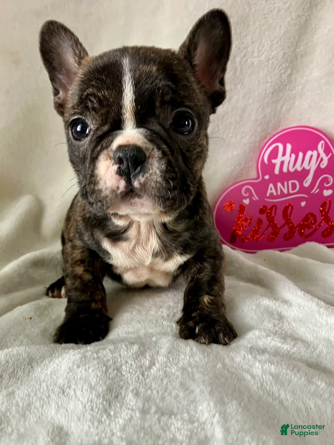 French Bulldog dogs for sale: Polly - Ad 7