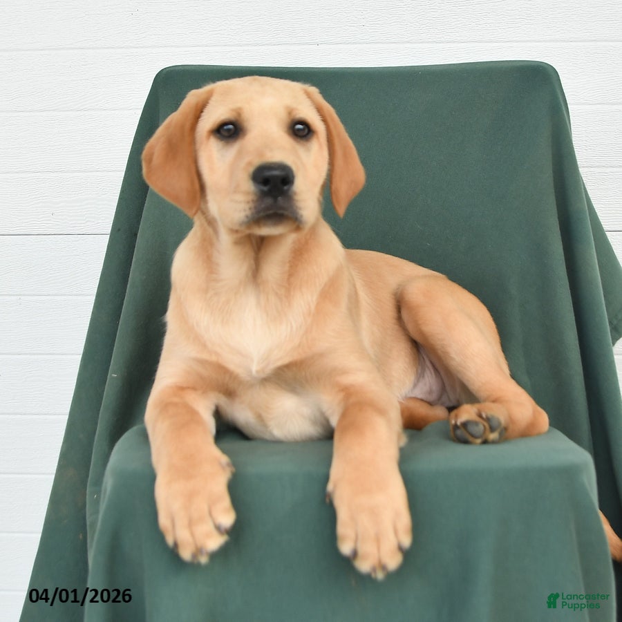 Labrador Retriever dogs Glory - Ad 2