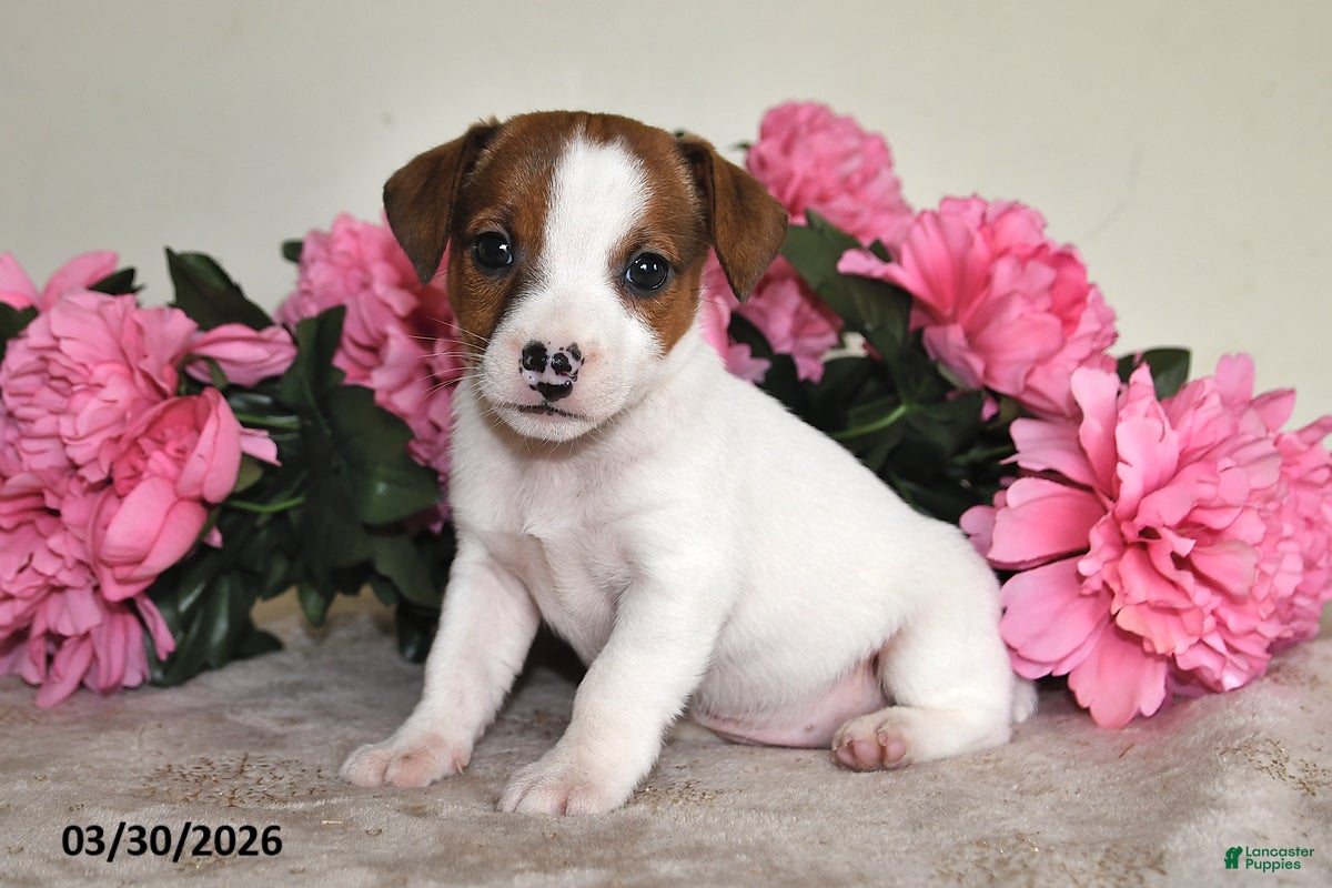 Jack Russell Terrier dogs Dixie - Ad 1