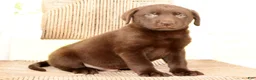 Labrador Retriever dogs for sale: Roger - Ad 8