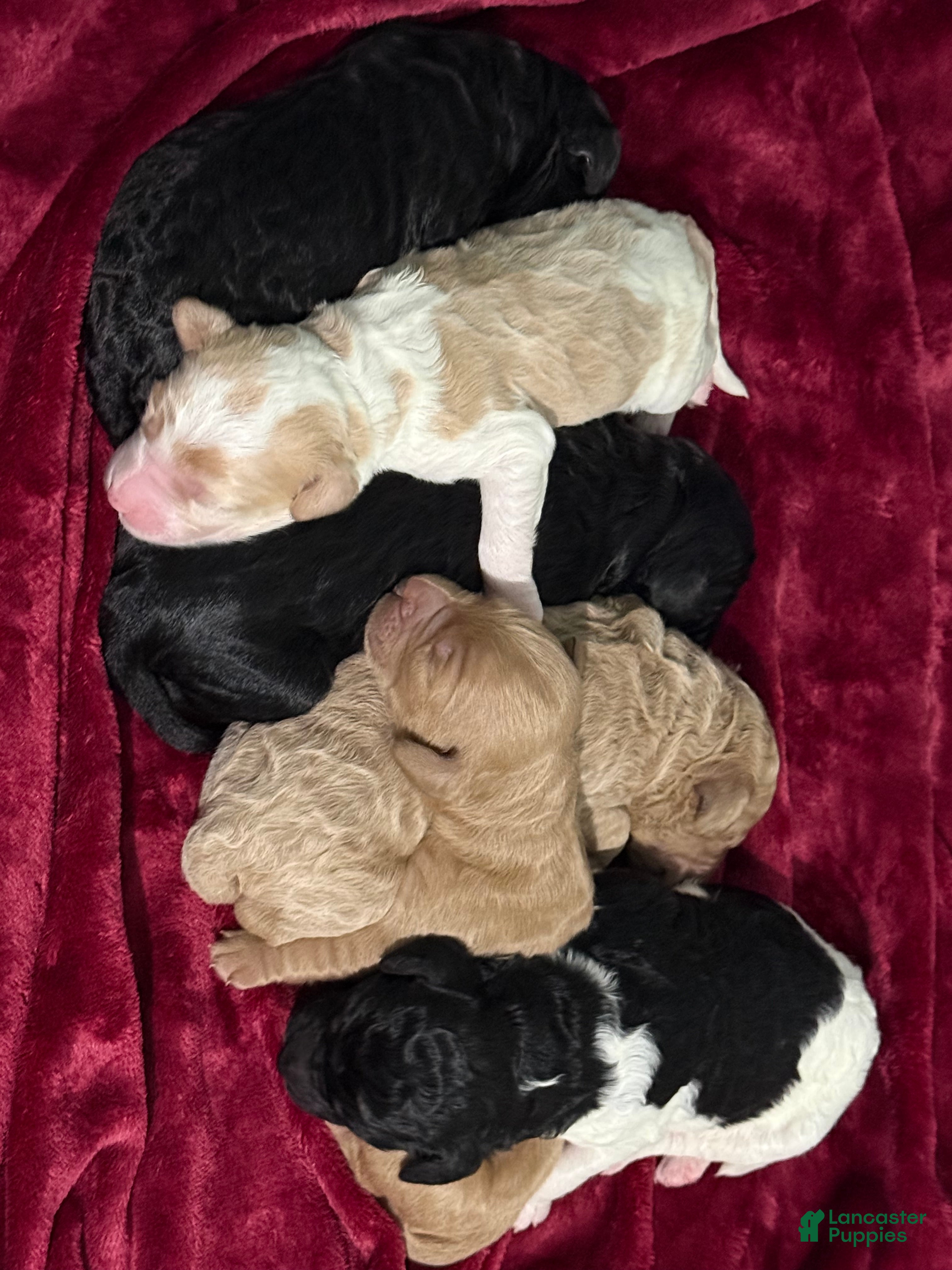 Goldendoodle dogs Goldendoodle Puppy 6 - Ad 36