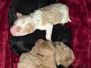 Goldendoodle dogs Goldendoodle Puppy 6 - Ad 36