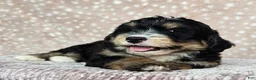 Mini Bernedoodle dogs for sale: Mini Willow - Ad 21